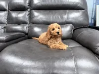 Genie, a female Miniature Goldendoodle for sale in Fairfield, CA – 2 of 8