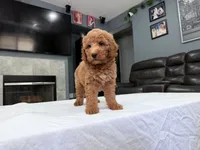 Male mini Goldendoodle , a male Miniature Goldendoodle for sale in Fairfield, CA – 8 of 8