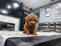 Red Mini Goldendoodle , a male Miniature Goldendoodle for sale in Fairfield, CA – 8 of 9