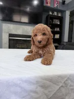 Male mini Goldendoodle , a male Miniature Goldendoodle for sale in Fairfield, CA – 4 of 8