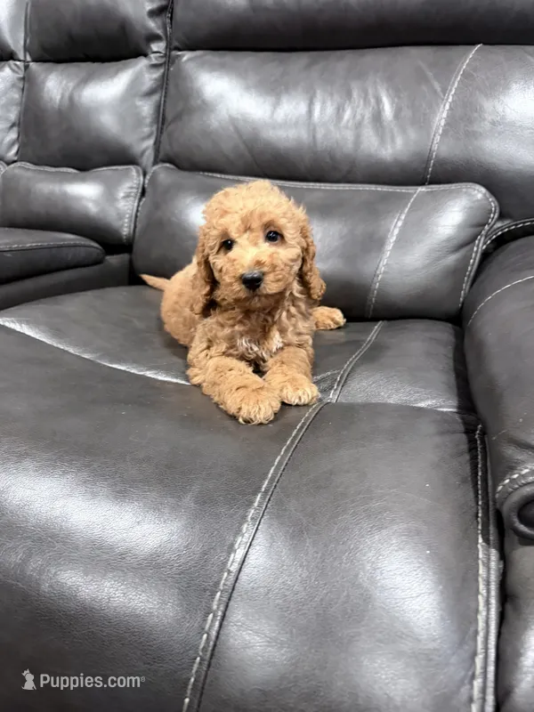 Genie – Miniature Goldendoodle puppy for sale in Fairfield, CA
