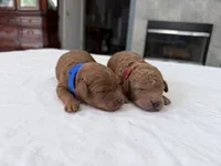 Red male, a male Miniature Goldendoodle for sale in Fairfield, CA – 5 of 8