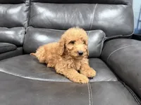 Genie, a female Miniature Goldendoodle for sale in Fairfield, CA – 8 of 8