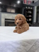 Male mini Goldendoodle , a male Miniature Goldendoodle for sale in Fairfield, CA – 6 of 8