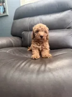 Baby , a male Miniature Goldendoodle for sale in Fairfield, CA – 9 of 10