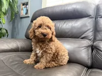 Mini, a male Miniature Goldendoodle for sale in Fairfield, CA – 2 of 10