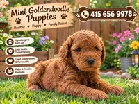 New Female puppy , a female Miniature Goldendoodle for sale in Fairfield, CA – 2 of 2