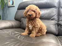 Mini, a male Miniature Goldendoodle for sale in Fairfield, CA – 6 of 10