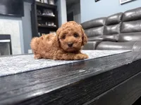 Red Mini Goldendoodle , a male Miniature Goldendoodle for sale in Fairfield, CA – 2 of 9