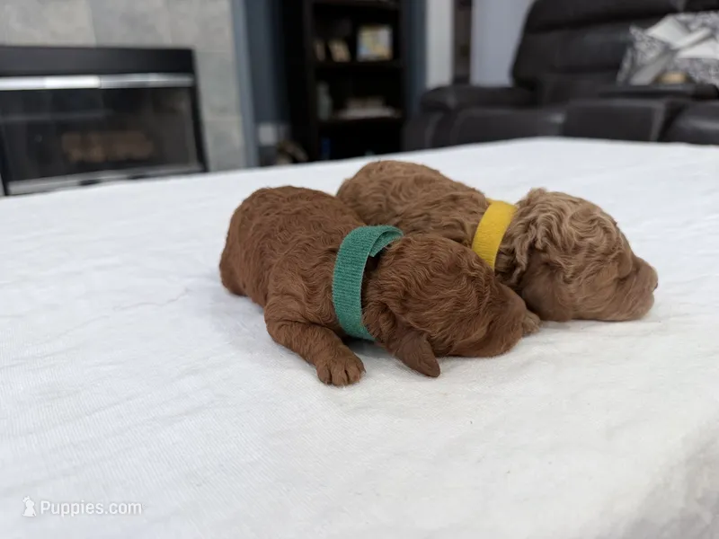 Orange Female – Miniature Goldendoodle puppy for sale in Fairfield, CA