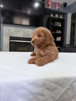 Male mini Goldendoodle , a male Miniature Goldendoodle for sale in Fairfield, CA – 5 of 8