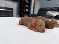 Yellow Female, a female Miniature Goldendoodle for sale in Fairfield, CA – 6 of 9