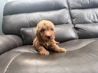 Baby , a male Miniature Goldendoodle for sale in Fairfield, CA – 8 of 10