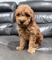 Pup, a male Miniature Goldendoodle for sale in Fairfield, CA – 8 of 10