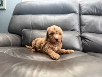 Baby , a male Miniature Goldendoodle for sale in Fairfield, CA – 3 of 10