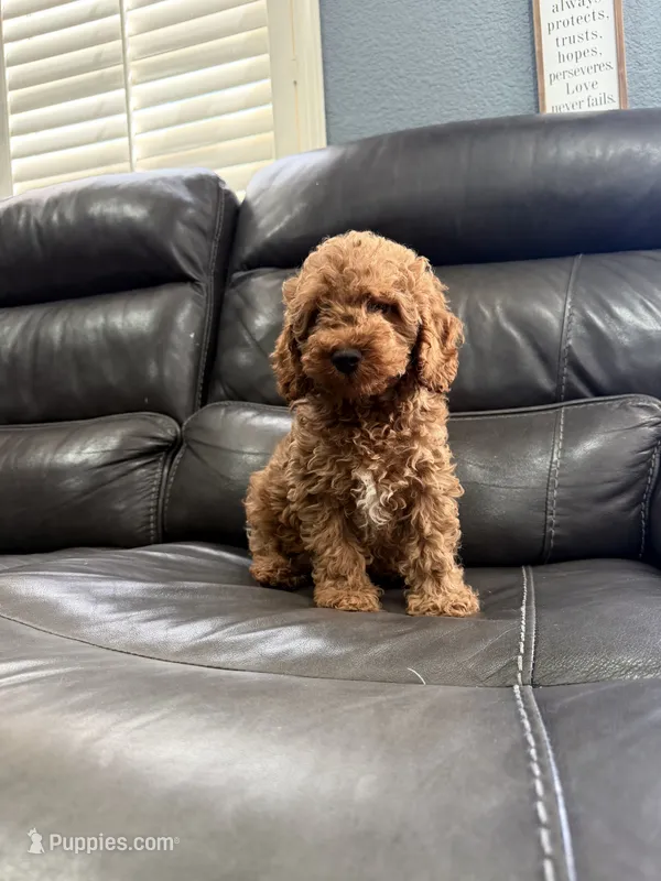 Mini – Miniature Goldendoodle puppy for sale in Fairfield, CA