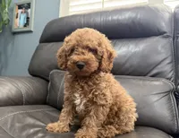 Mini, a male Miniature Goldendoodle for sale in Fairfield, CA – 7 of 10