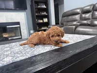 Red Mini Goldendoodle , a male Miniature Goldendoodle for sale in Fairfield, CA – 7 of 9