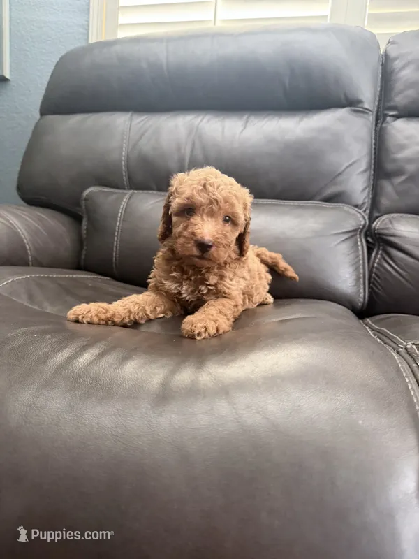 Baby  – Miniature Goldendoodle puppy for sale in Fairfield, CA