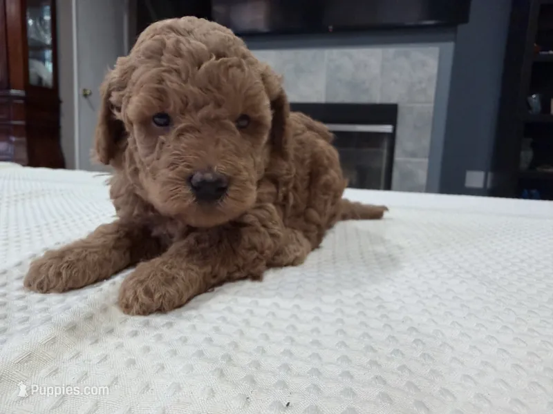 Blue male – Miniature Goldendoodle puppy for sale in Fairfield, CA