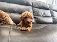 Baby , a male Miniature Goldendoodle for sale in Fairfield, CA – 4 of 10