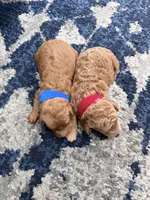 Blue male, a male Miniature Goldendoodle for sale in Fairfield, CA – 6 of 9