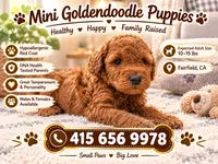 New mini Goldendoodle , a male Miniature Goldendoodle for sale in Fairfield, CA – 2 of 2