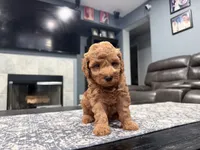 Green Female, a female Miniature Goldendoodle for sale in Fairfield, CA – 1 of 2