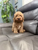 Mini, a male Miniature Goldendoodle for sale in Fairfield, CA – 4 of 10
