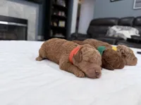 Yellow Female, a female Miniature Goldendoodle for sale in Fairfield, CA – 2 of 9