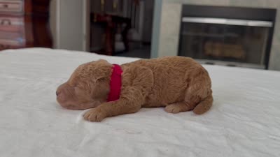 Red male, a male Miniature Goldendoodle for sale in Fairfield, CA – 8 of 8