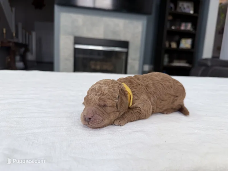 Orange Female – Miniature Goldendoodle puppy for sale in Fairfield, CA