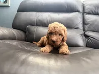 Baby , a male Miniature Goldendoodle for sale in Fairfield, CA – 6 of 10