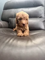 Baby , a male Miniature Goldendoodle for sale in Fairfield, CA – 2 of 10