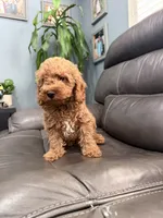 Mini, a male Miniature Goldendoodle for sale in Fairfield, CA – 10 of 10