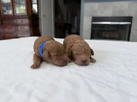 Red male, a male Miniature Goldendoodle for sale in Fairfield, CA – 7 of 8