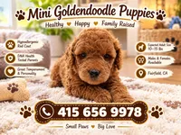 New mini Goldendoodle , a male Miniature Goldendoodle for sale in Fairfield, CA – 1 of 2