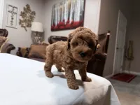 Female Mini Goldendoodle , a female Miniature Goldendoodle for sale in Fairfield, CA – 3 of 4