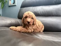 Baby , a male Miniature Goldendoodle for sale in Fairfield, CA – 5 of 10