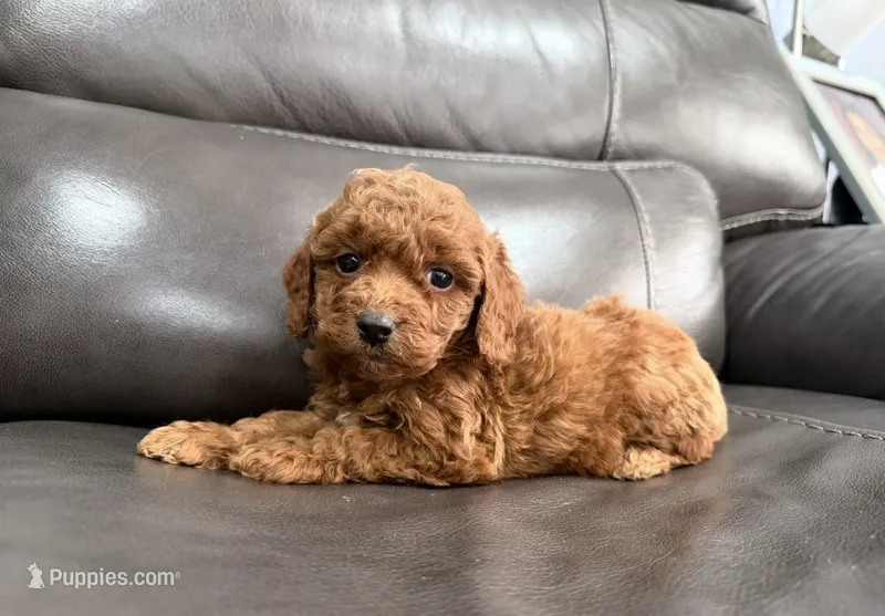 Pup – Miniature Goldendoodle puppy for sale in Fairfield, CA