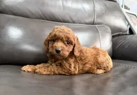 Pup, a male Miniature Goldendoodle for sale in Fairfield, CA – 1 of 10