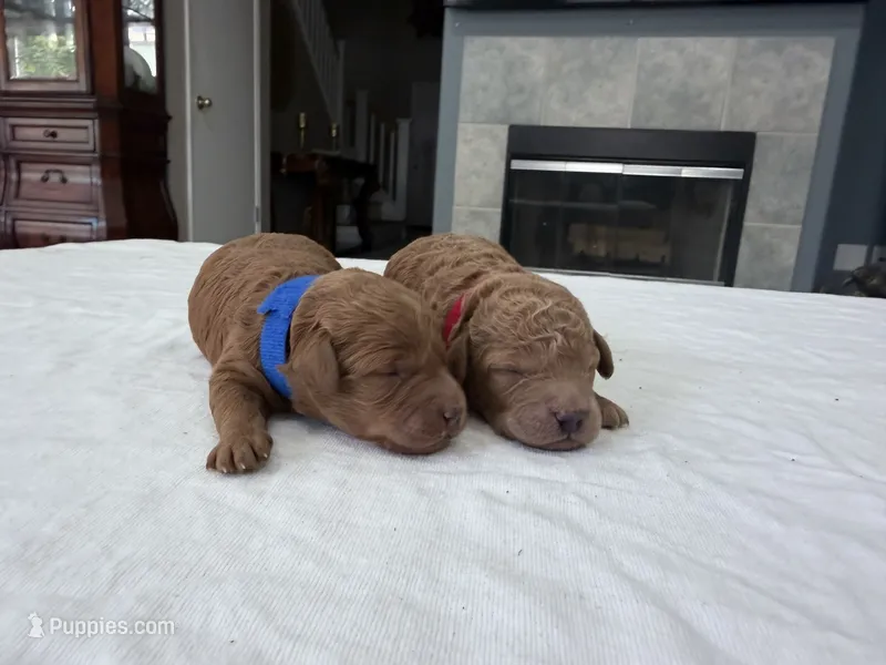 Blue male – Miniature Goldendoodle puppy for sale in Fairfield, CA