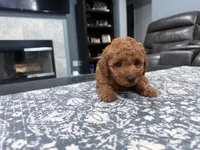 Red Mini Goldendoodle , a male Miniature Goldendoodle for sale in Fairfield, CA – 3 of 9