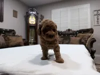 Female Mini Goldendoodle , a female Miniature Goldendoodle for sale in Fairfield, CA – 2 of 4