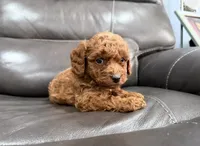 Pup, a male Miniature Goldendoodle for sale in Fairfield, CA – 3 of 10