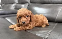 Pup, a male Miniature Goldendoodle for sale in Fairfield, CA – 9 of 10