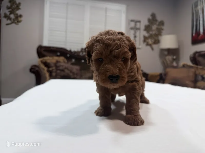 Green Female – Miniature Goldendoodle puppy for sale in Fairfield, CA