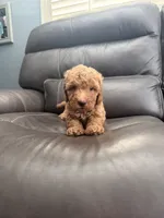 Baby , a male Miniature Goldendoodle for sale in Fairfield, CA – 7 of 10