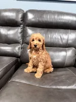 Genie, a female Miniature Goldendoodle for sale in Fairfield, CA – 4 of 8