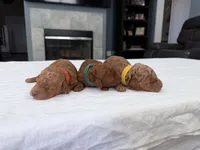 Orange Female, a female Miniature Goldendoodle for sale in Fairfield, CA – 8 of 10